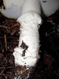 Amanita aprica image