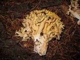 Ramaria rasilispora image
