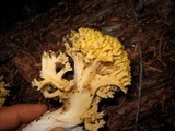 Ramaria rasilispora image