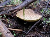 Boletus chrysenteron image