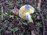 Boletus chrysenteron image