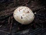Neolentinus lepideus image