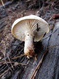 Neolentinus lepideus image