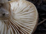 Neolentinus lepideus image