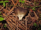 Helvella leucomelaena image