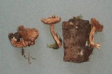 Inocybe cincinnata image