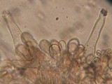 Inocybe cincinnata image