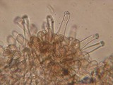 Inocybe cincinnata image