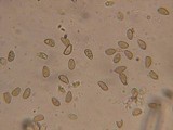 Inocybe cincinnata image