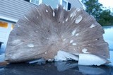 Megacollybia rodmani image