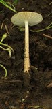 Hymenopellis megalospora image