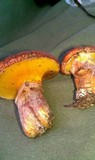 Suillus lakei image