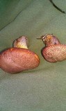 Suillus lakei image