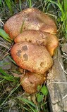 Suillus lakei image