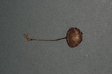 Entoloma undatum image