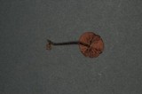 Entoloma undatum image