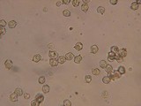 Entoloma undatum image