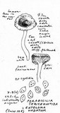 Entoloma undatum image