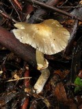 Cortinarius metallicus image