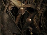 Mycena albidofusca image