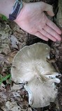 Megacollybia rodmani image