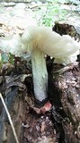 Megacollybia rodmani image