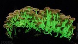 Mycena lucentipes image