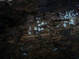 Dasyscyphella nivea image