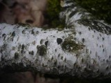 Diatrypella favacea image