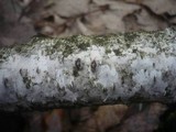 Diatrypella favacea image