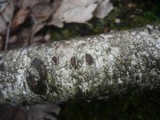 Diatrypella favacea image