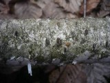 Diatrypella favacea image