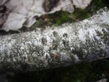 Diatrypella favacea image