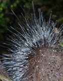 Spinellus fusiger image
