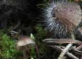 Spinellus fusiger image