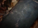 Eutypa maura image