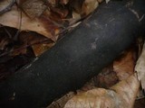 Eutypa maura image