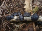 Exidia truncata image