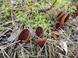 Wynnella silvicola image