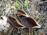 Wynnella silvicola image