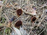 Wynnella silvicola image