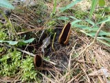 Wynnella silvicola image