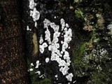 Kretzschmaria deusta image