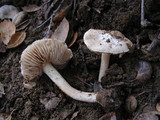Inocybe albodisca image