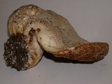 Agrocybe dura image