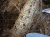 Massaria anomia image