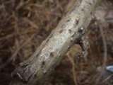 Massaria anomia image