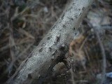 Massaria anomia image