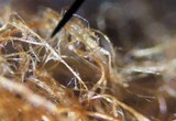Coprinellus radians image