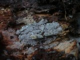 Amyloxenasma allantosporum image